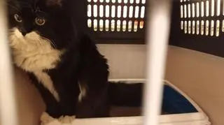 Wolontariusze znaleźli kota po czterech dniach 