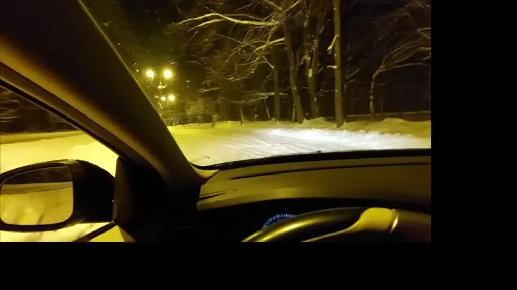 Cielę białego daniela w okolicy Puław