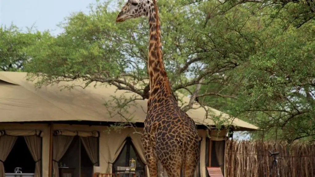 Hotel "Singita Grumeti Reserves"
