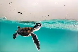Hannah Le Leu, pierwsze miejsce w konkursie Young Ocean Photographer of the Year 2021