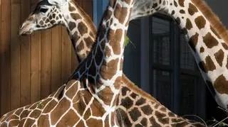 Żyrafy z krakowskiego ZOO