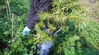 Policjanci zabezpieczyli 43 sadzonki