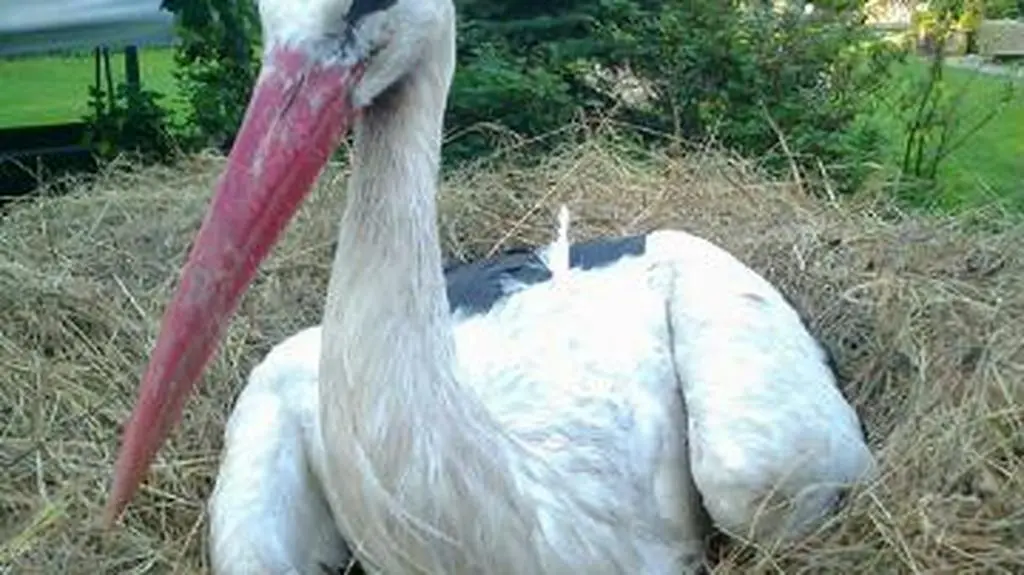Starosta odchował już 4 bociany 