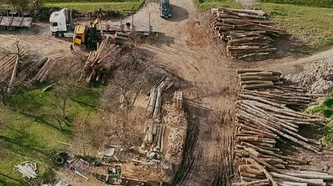 Wycinka, wielkie pieniądze, polityczne naciski. Jak partia Ziobry przejęła panowanie nad naszym majątkiem