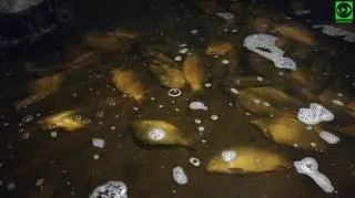 Śnięte ryby w okolicy Maszewa