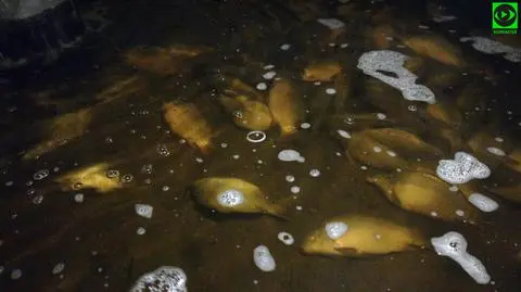 Śnięte ryby w okolicy Maszewa