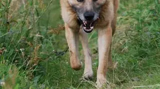 Szczęśliwy Alek na spacerze