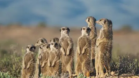"Rozwiązłe, agresywne, despotyczne". Naukowczyni obala mity o łagodnych samicach