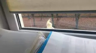 Papugą zaopiekowali się urzędnicy