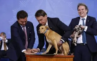 Prezydent Brazylii Jair Bolsonaro podpisał ustawę o ochronie zwierząt