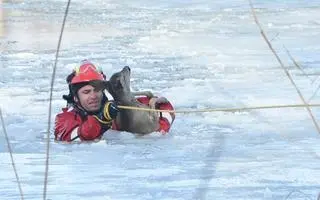 Starszy sekcyjny Rafał Błachuta uratował małą sarenkę