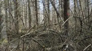 Uschnięte drzewa na terenie Nadleśnictwa Hajnówka