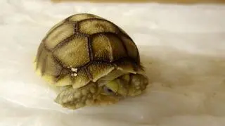 Mały żółw we wrocławskim zoo