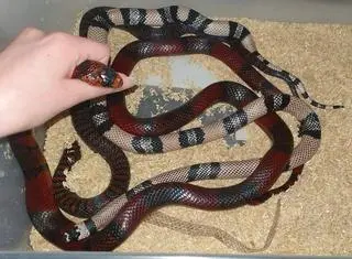 Miał włamać się do komórki i ukraść 40 węży