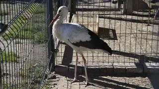 Ktoś podcina i wyrywa lotki bocianom