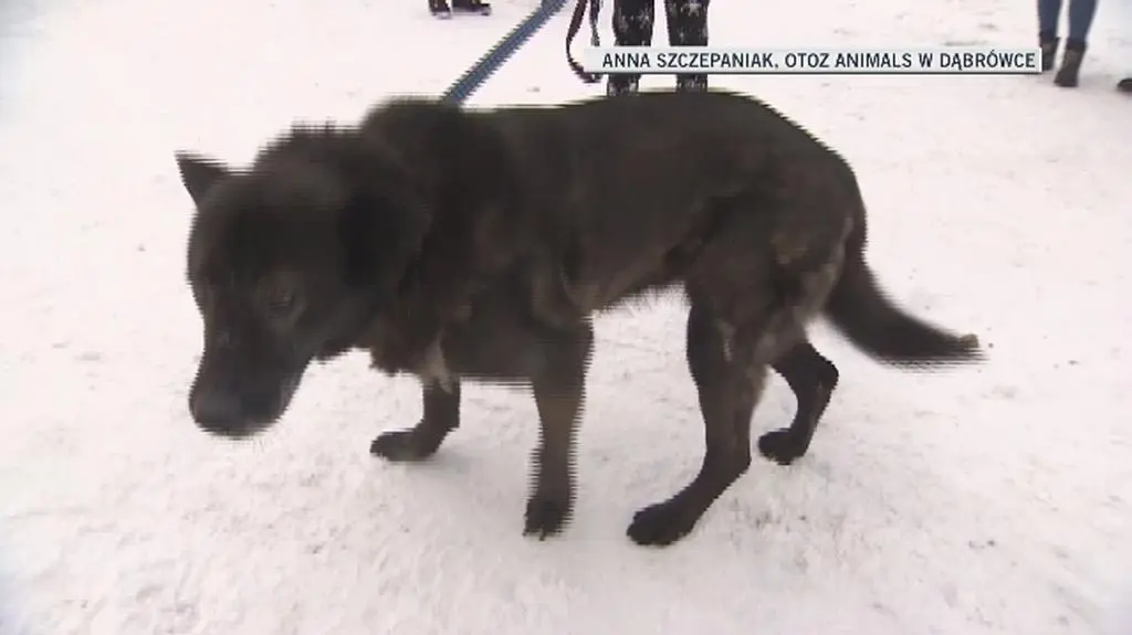 Gumakowa jest w schronisku od 2009 roku