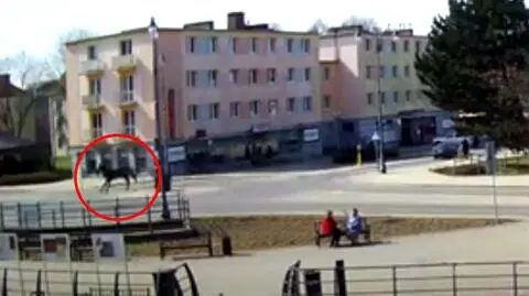 Koń biegał ulicami Malborka 