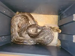 Gady przechodzą badania, są pod stałą opieką weterynaryjną