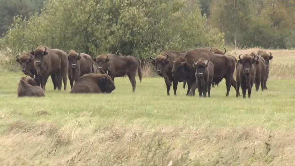 1512N305XR PIS DNZ RABIEGA ZUBR