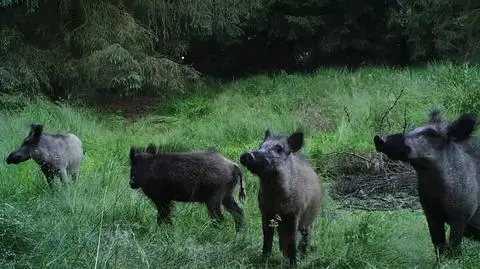 Poland and Germany seek ways to stop ASF spread in boars