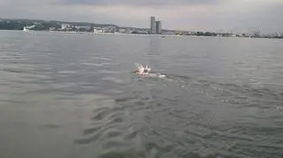 Najlepszy okazał się Bułgar 