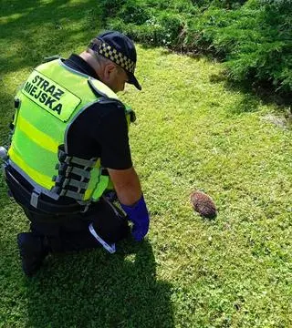 Zwierzę zostało wypuszczone na wolność 