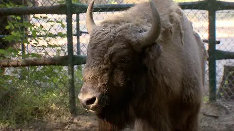 Polesław trafi do Drawieńskiego Parku Narodowego