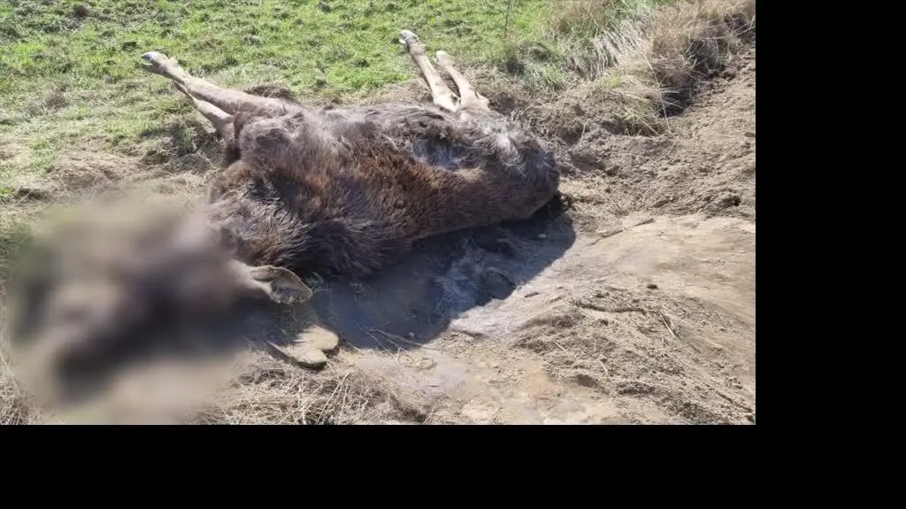 Łoś konał przez niemal dobę
