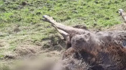 Łoś konał przez niemal dobę