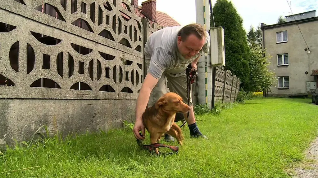 Przygarnął Miśka - psa zmarłego sąsiada