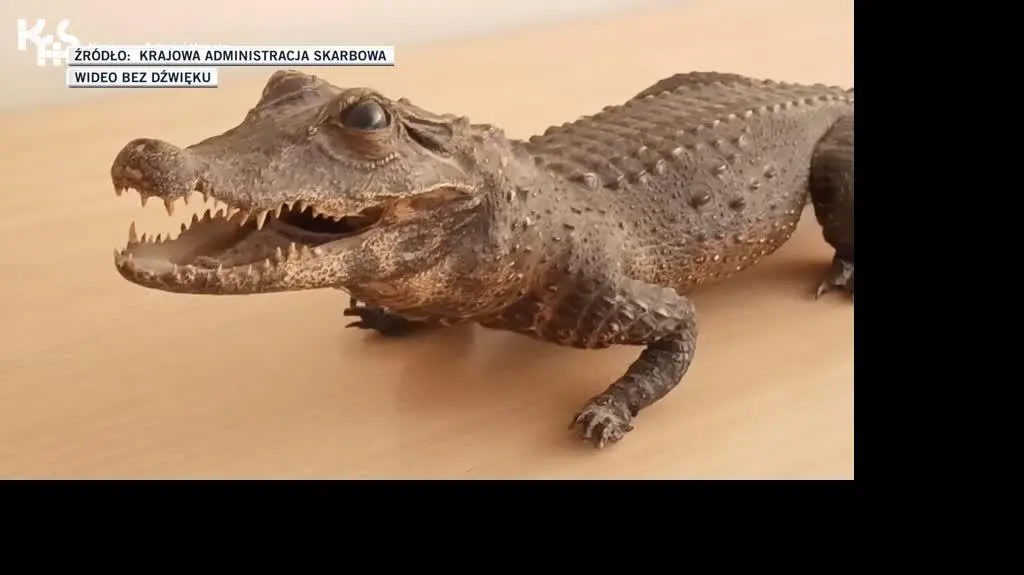 krokodyl
