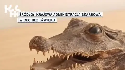 krokodyl