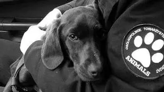 Sylwestrowy Patrol Animalsów będzie szukał zagubionych zwierząt 