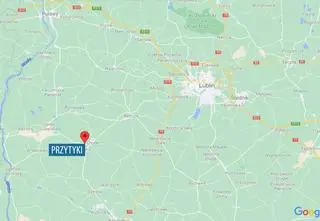 Dzik nie przeżył wypadku. Okazało się, że zwierzę miało ASF 