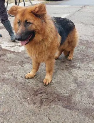 Animalsi z Sanoka zabrali poturbowane zwierzę, a teraz szukają dla suczki domu