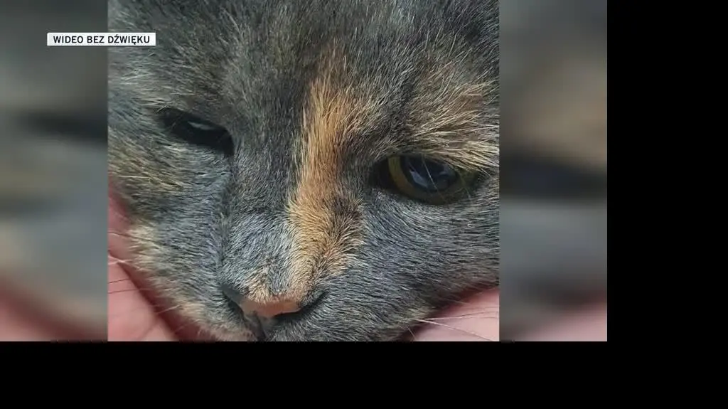 KOT