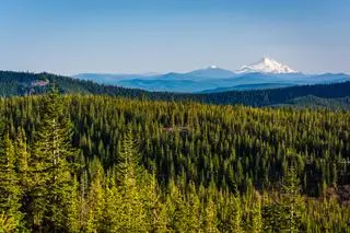 Japończycy starali się wywołać klęskę żywiołową na terenie USA. Na zdjęciu lasy w stanie Oregon