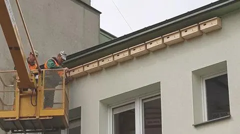 Pomogą w walce z komarami, a potem wrócą do Afryki. Starachowice montują budki dla jerzyków