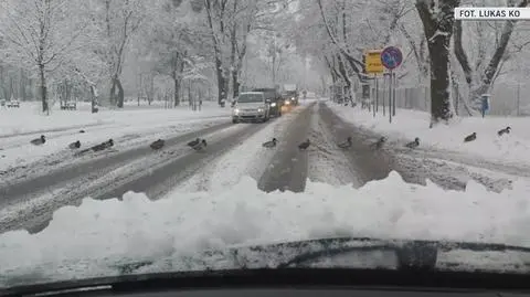 Ostrów Wlkp.: Kaczki szły gęsiego przez ulicę