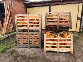 Dynie - prezent od zaprzyjaźnionego rolnika dla żubrów