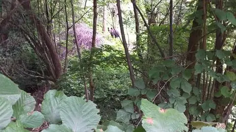 Niedźwiedź na ulicach Sanoka, apel o "szczególną ostrożność". "To nie maskotka, tylko dzikie zwierzę" 