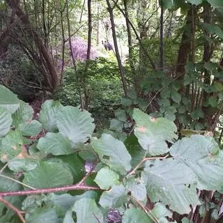 Niedźwiedź w Załużu (06.07.2023)