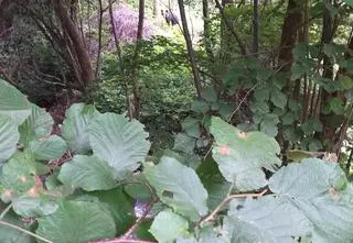 Niedźwiedź na ulicach Sanoka, apel o "szczególną ostrożność". "To nie maskotka, tylko dzikie zwierzę" 