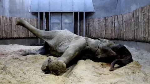 Słoń Ninio jest po operacji 