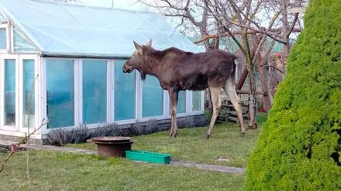 Łoś wchodzi na działki 