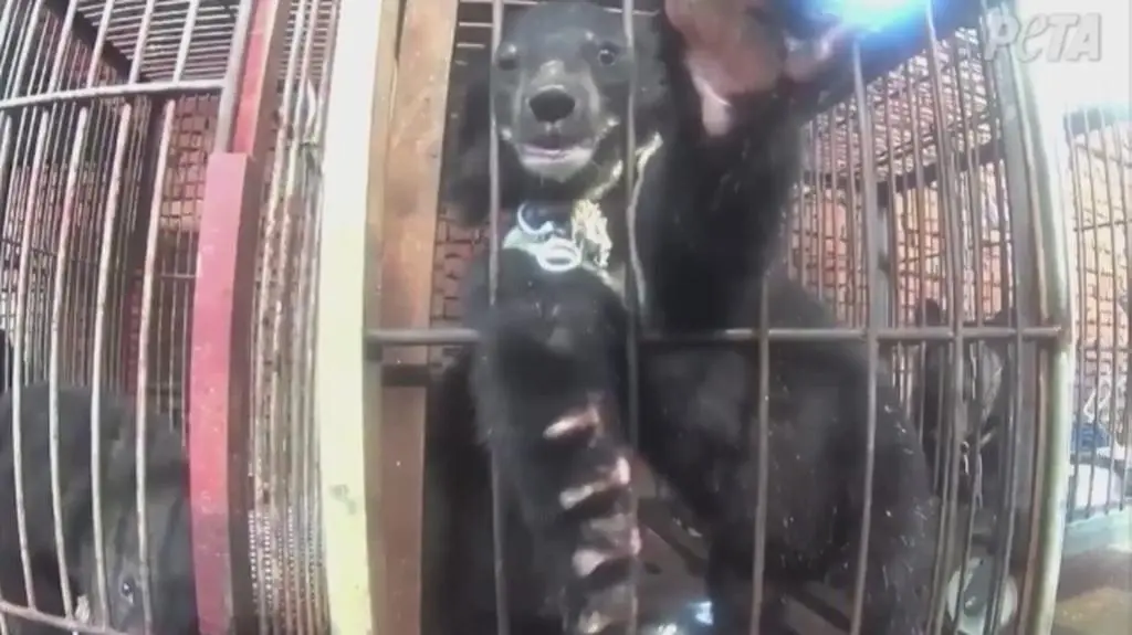 PETA pokazuje tresurę niedźwiadków w cyrku. "Jeśli włączysz dźwięk, usłyszysz, jak płaczą"