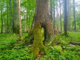 Puszcza Białowieska