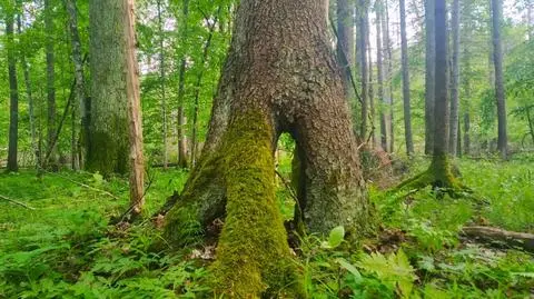 Radni Podlasia nie chcą ochrony całej Puszczy Białowieskiej