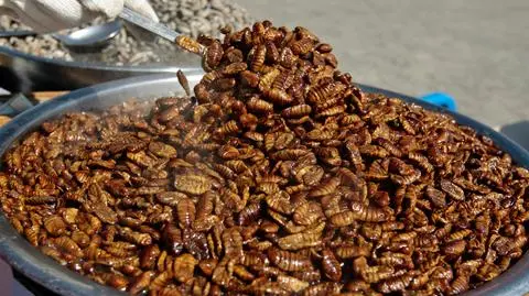 Owady jako jedzenie przyszłości. Ten kraj mocno stawia na rozwój rynku