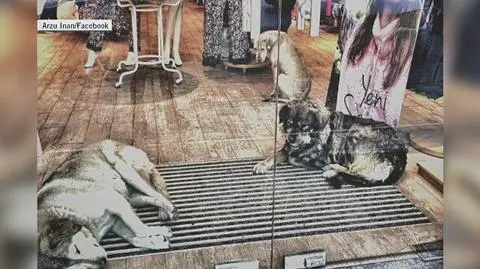 Psy w galerii handlowej. Wolontariusze pomagają im przetrwać